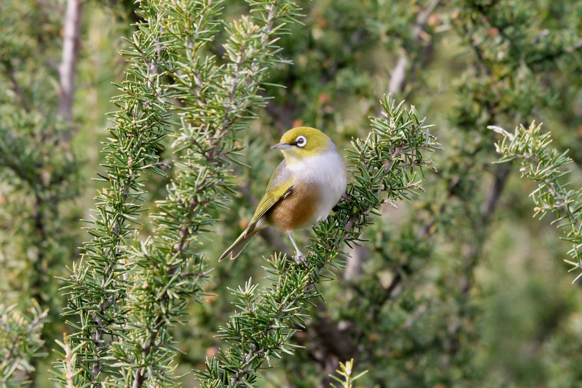 Silvereye - ML638564708