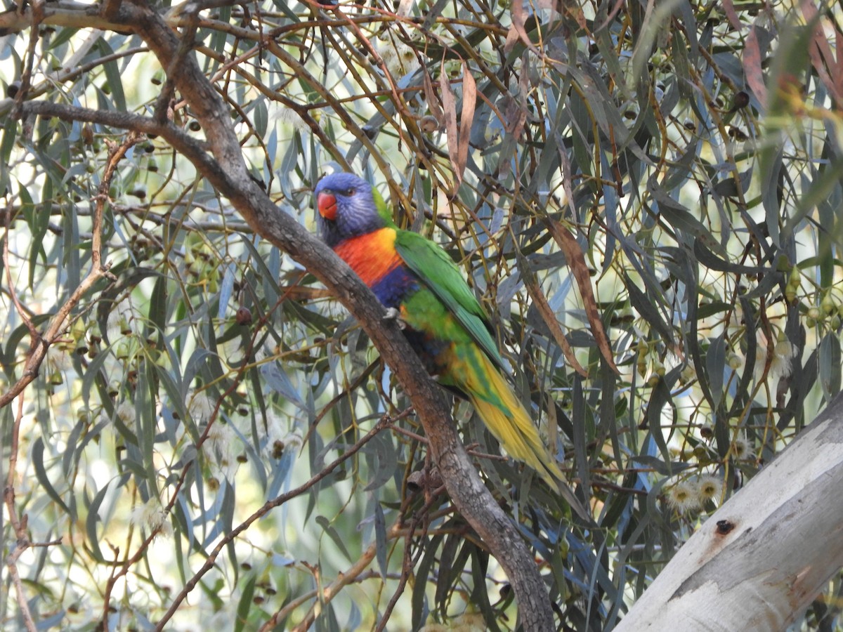 Rainbow Lorikeet - ML638564711