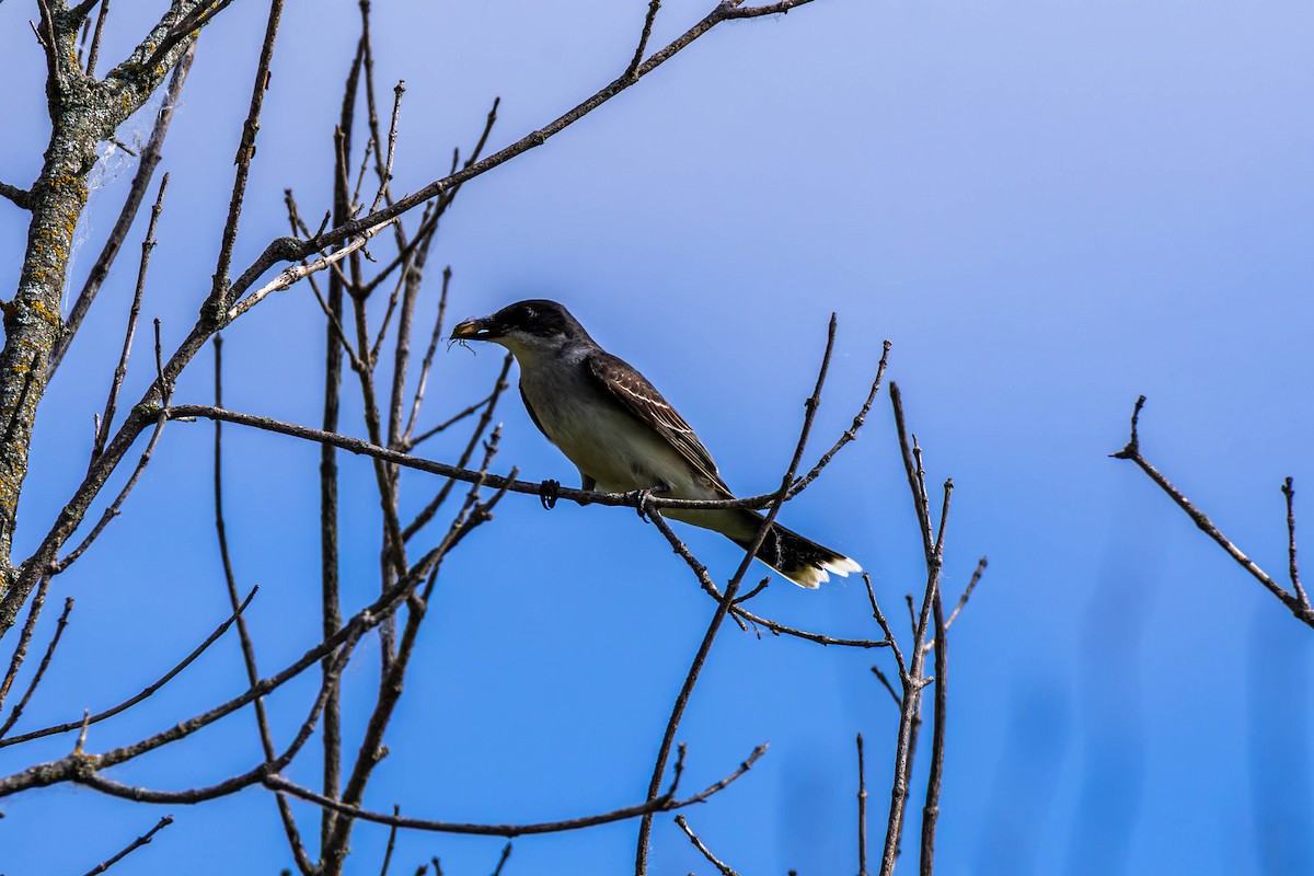 Eastern Kingbird - ML638564717