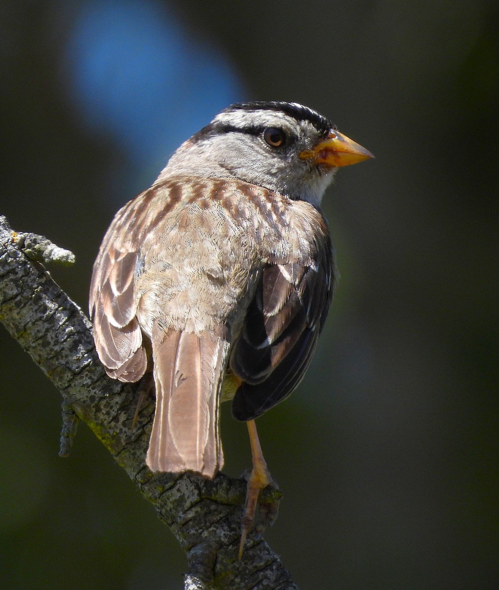 White-crowned Sparrow - ML638564722