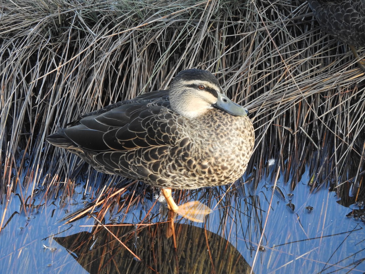 Pacific Black Duck - ML638564760