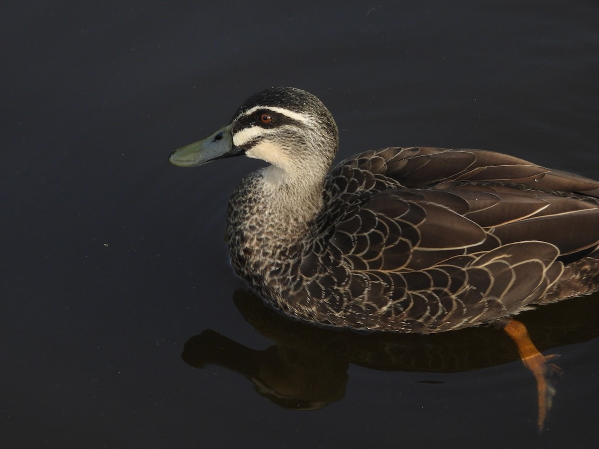 Pacific Black Duck - ML638564761