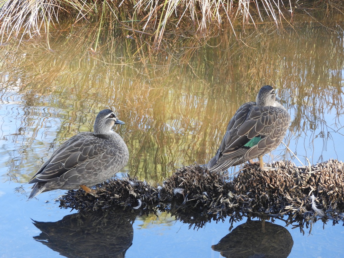 Pacific Black Duck - ML638564762
