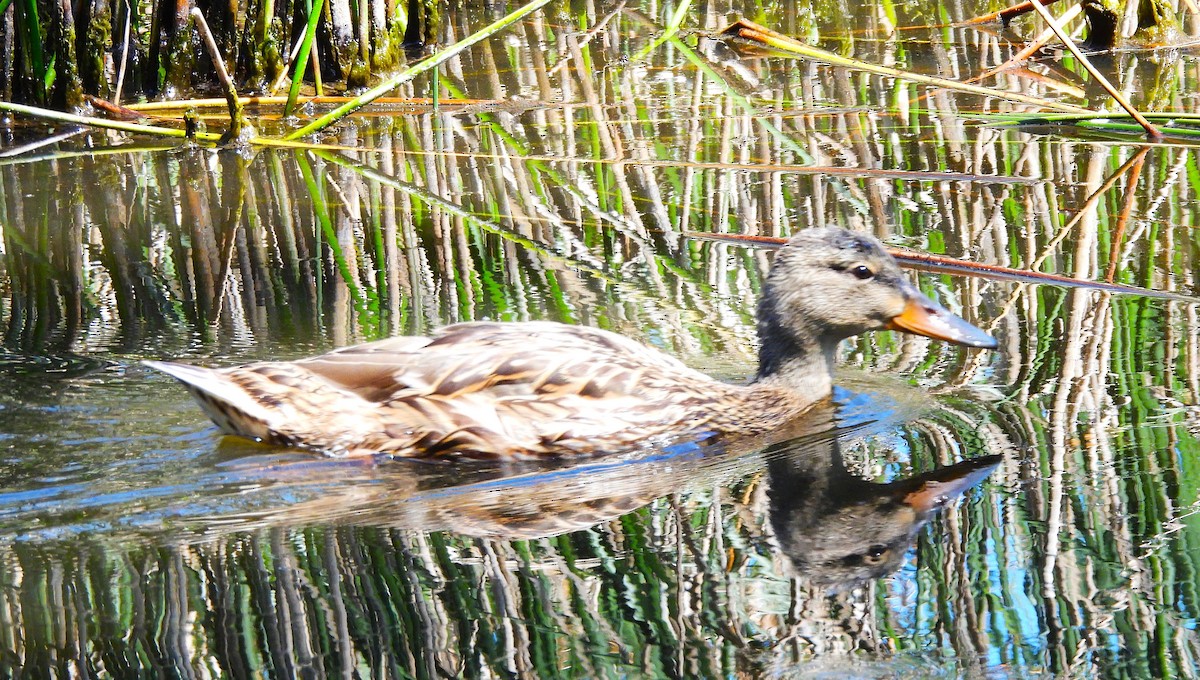 Mallard - ML638564763