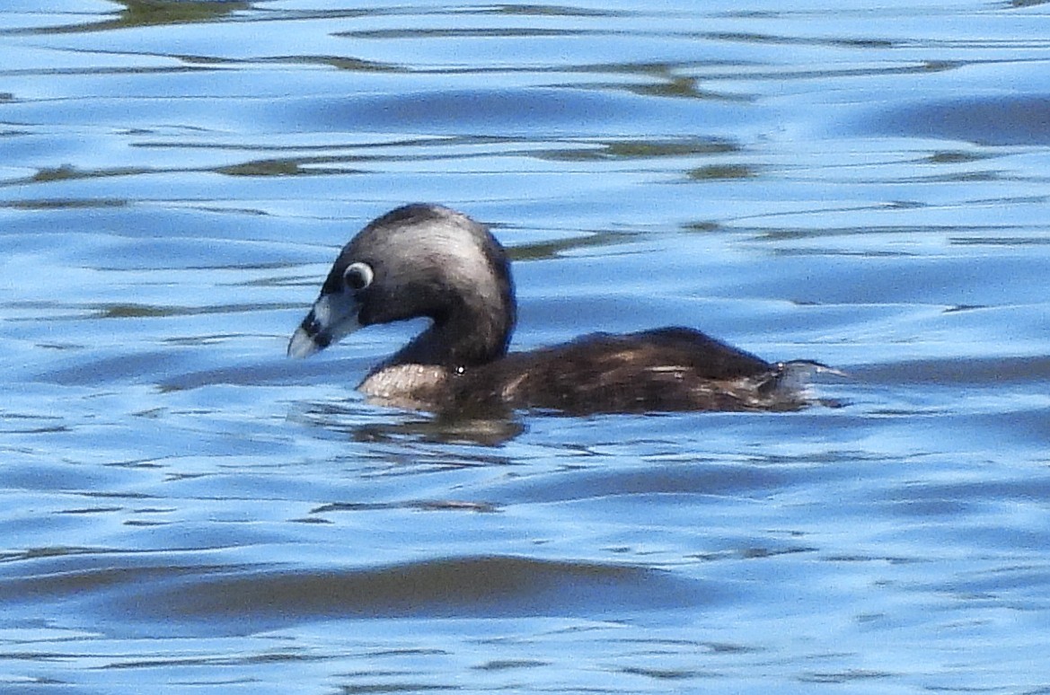 Pied-billed Grebe - ML638564781