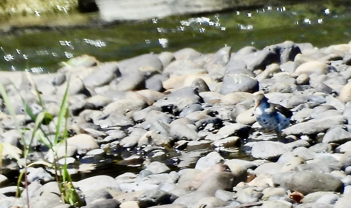 Spotted Sandpiper - ML638564794