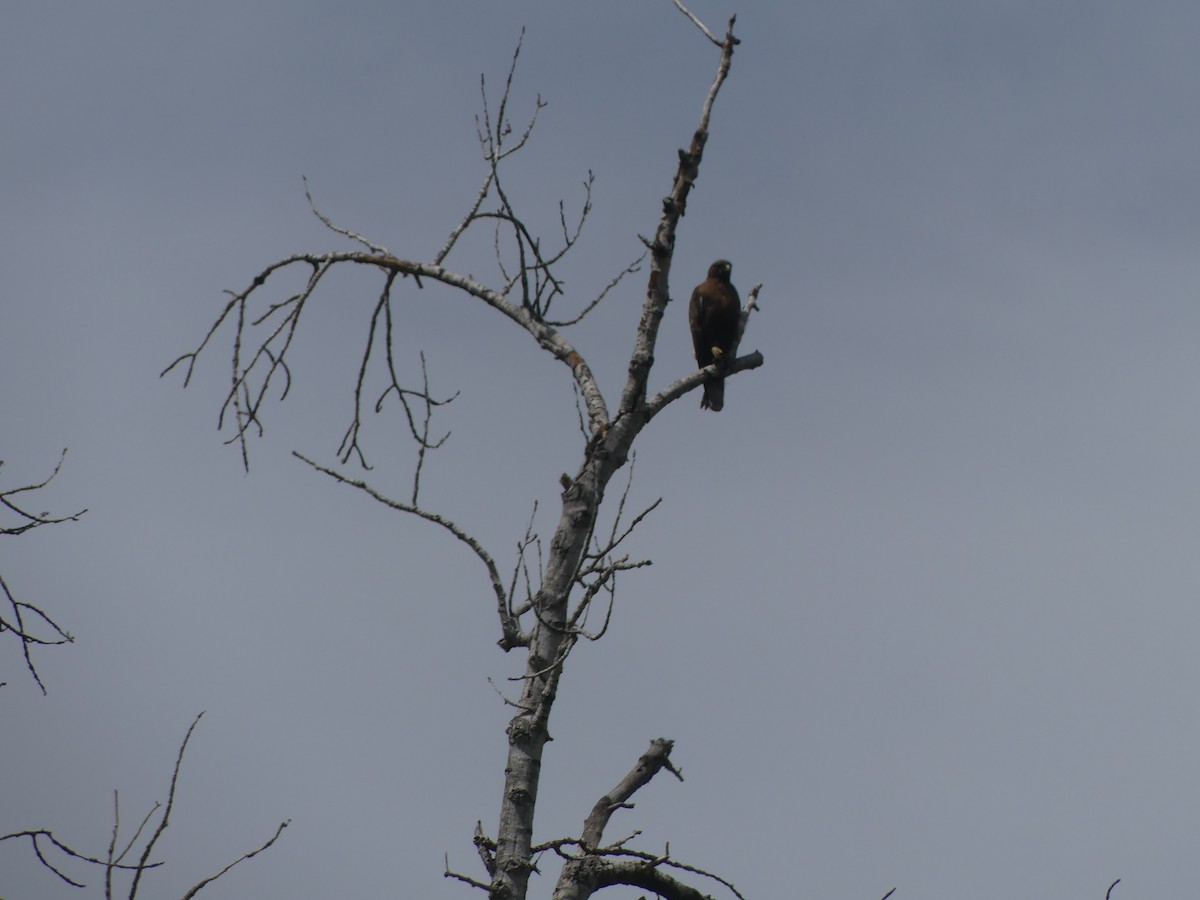 Red-tailed Hawk - ML638564801
