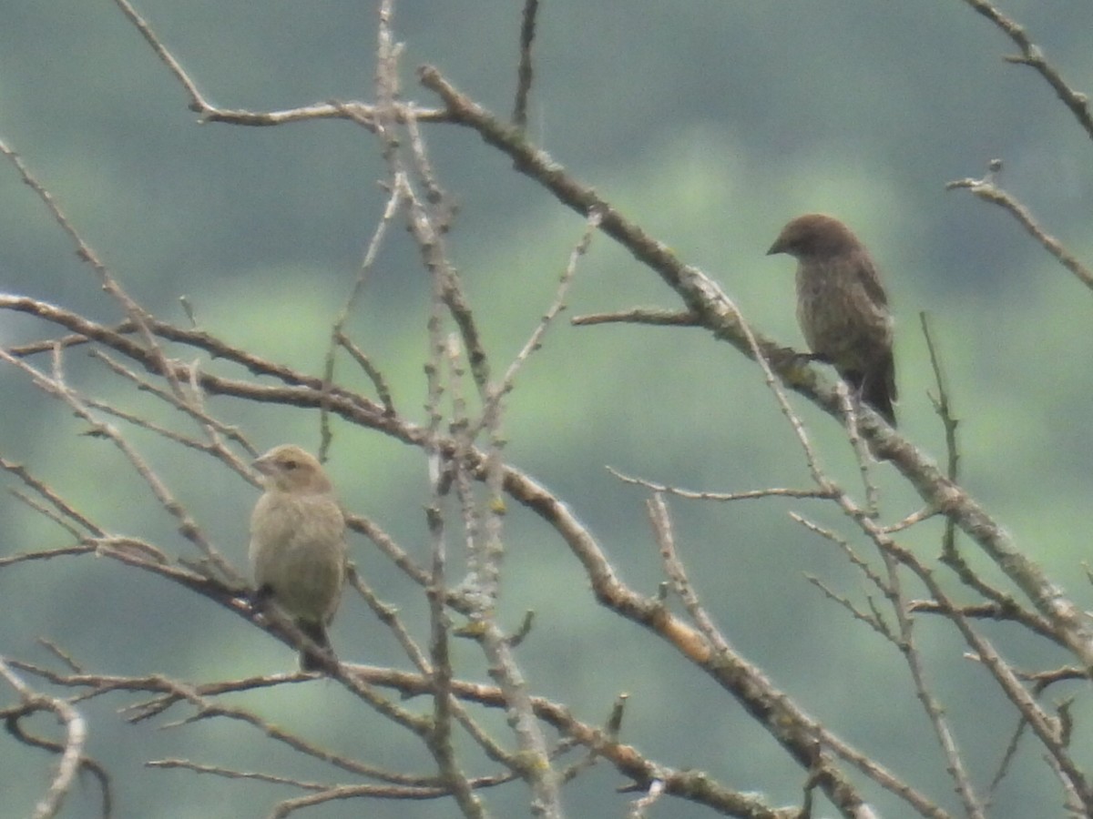 House Finch - ML638564812