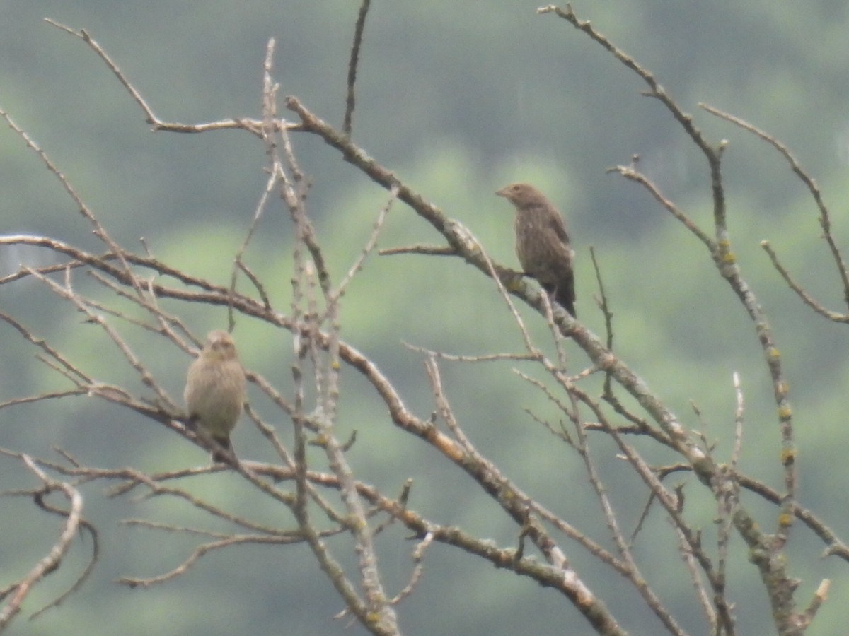 House Finch - ML638564813