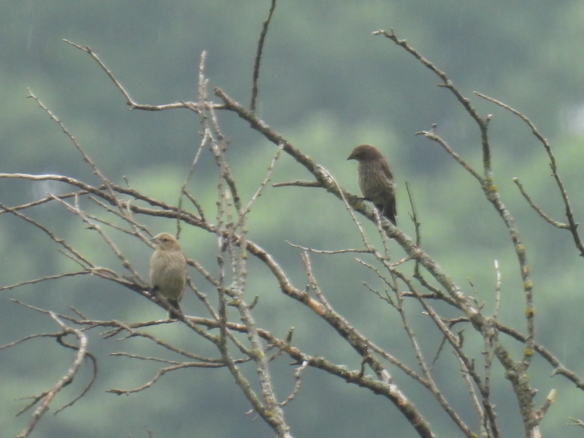 House Finch - ML638564814