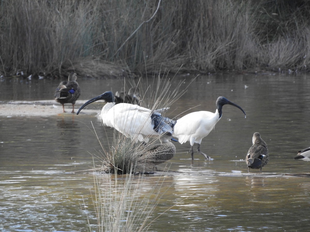 Australian Ibis - ML638564821
