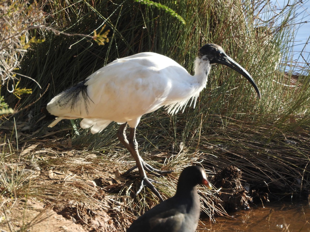 Australian Ibis - ML638564822