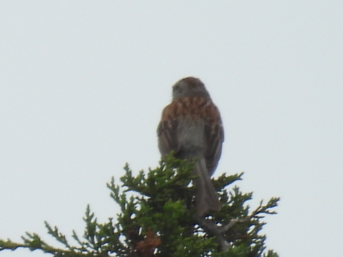 Field Sparrow - ML638564824