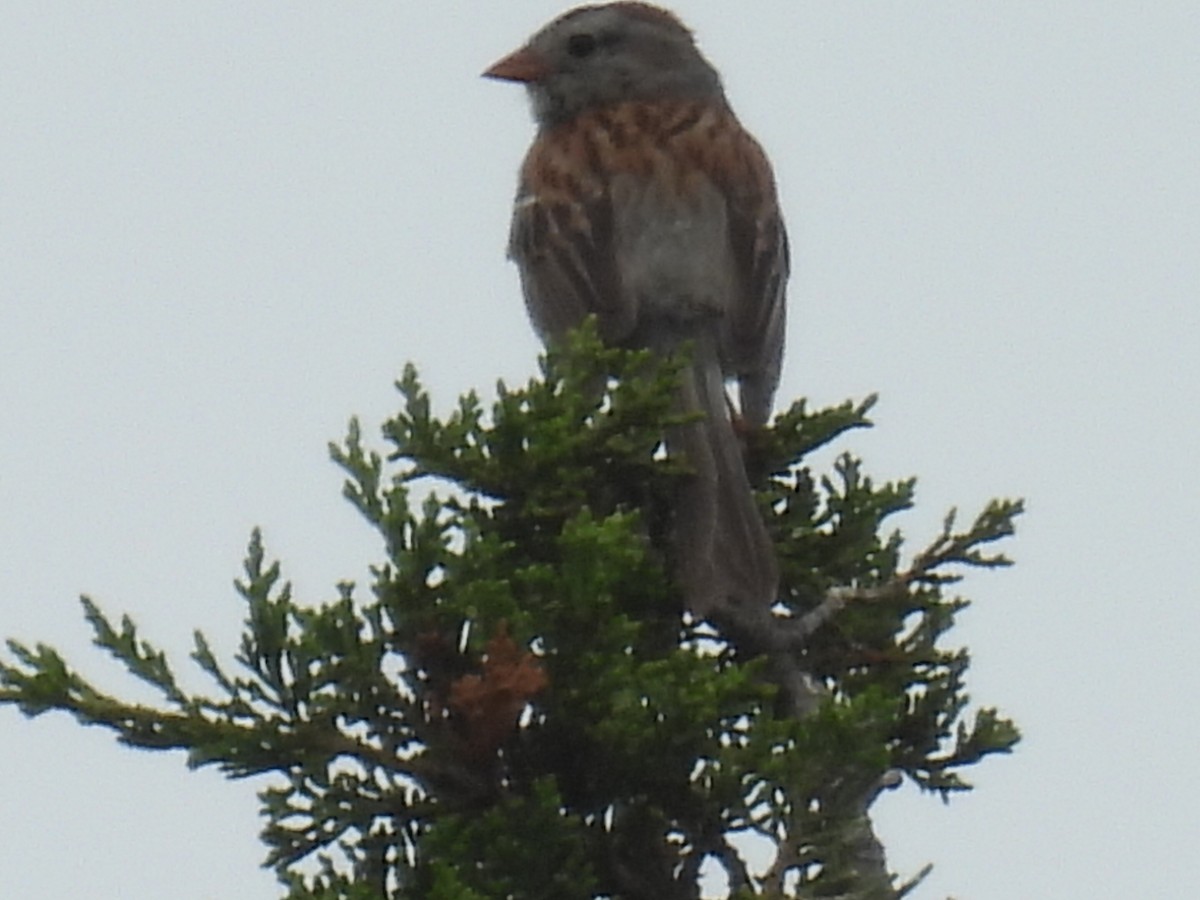 Field Sparrow - ML638564825