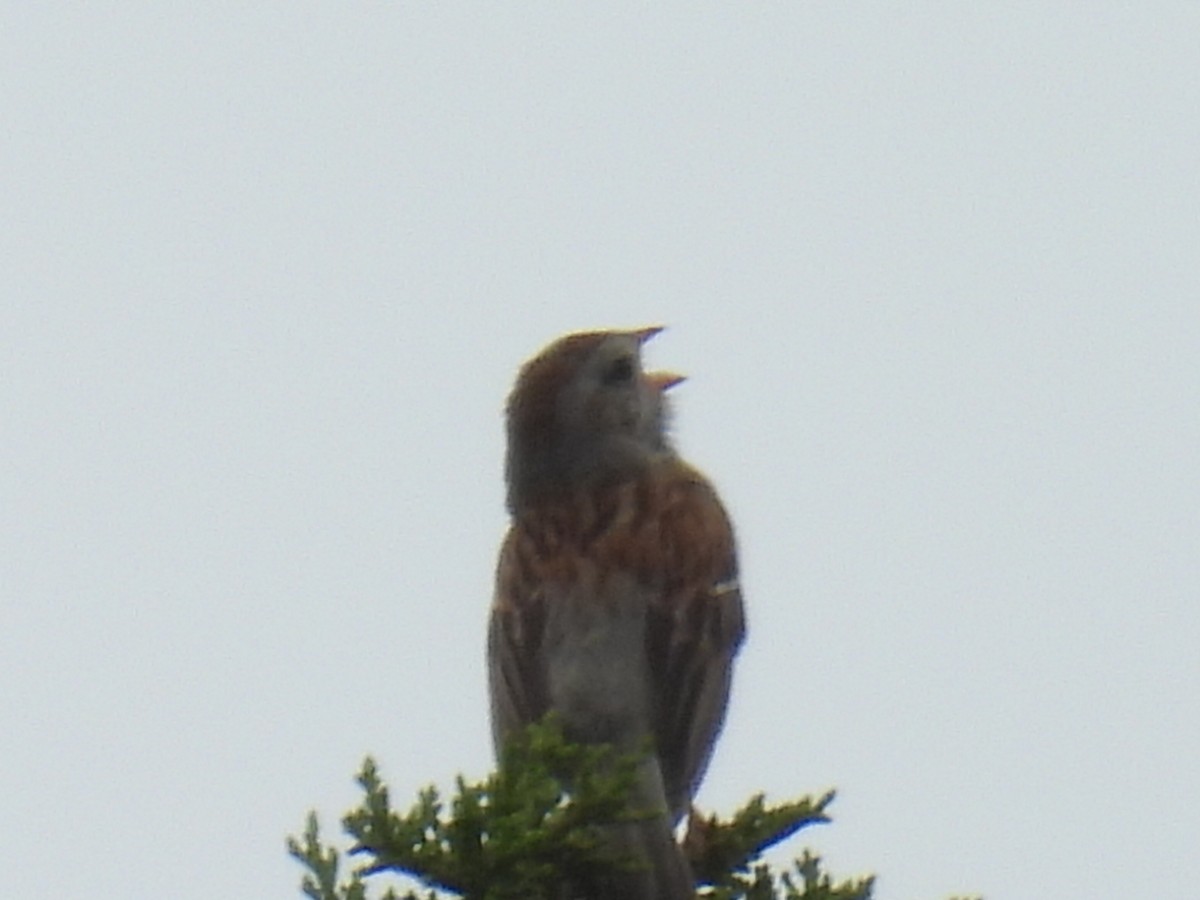 Field Sparrow - ML638564826
