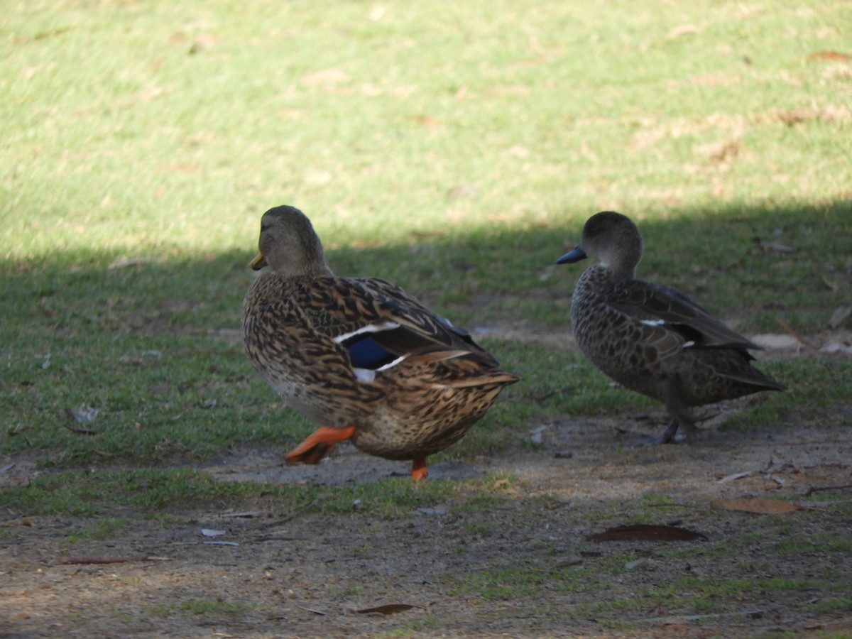 Mallard x Pacific Black Duck (hybrid) - ML638564838