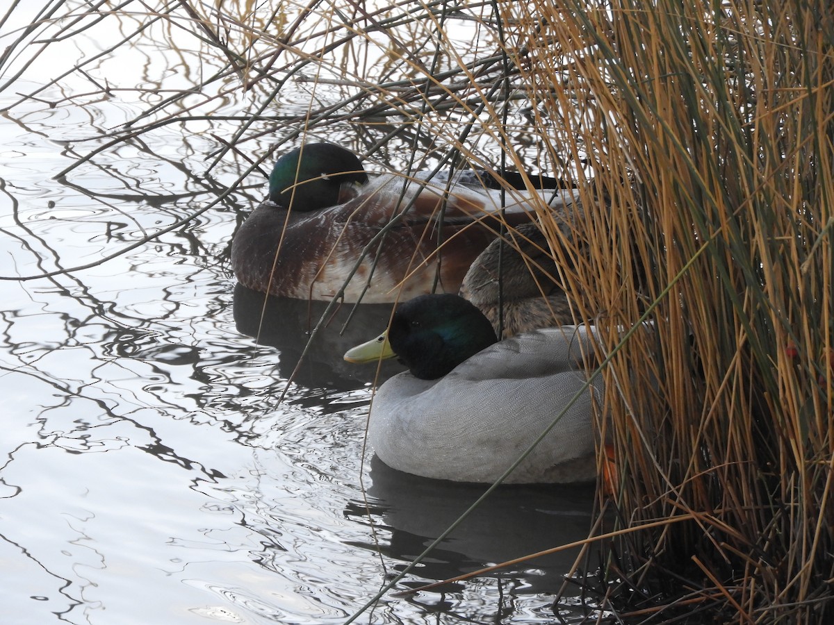 Mallard x Pacific Black Duck (hybrid) - ML638564839