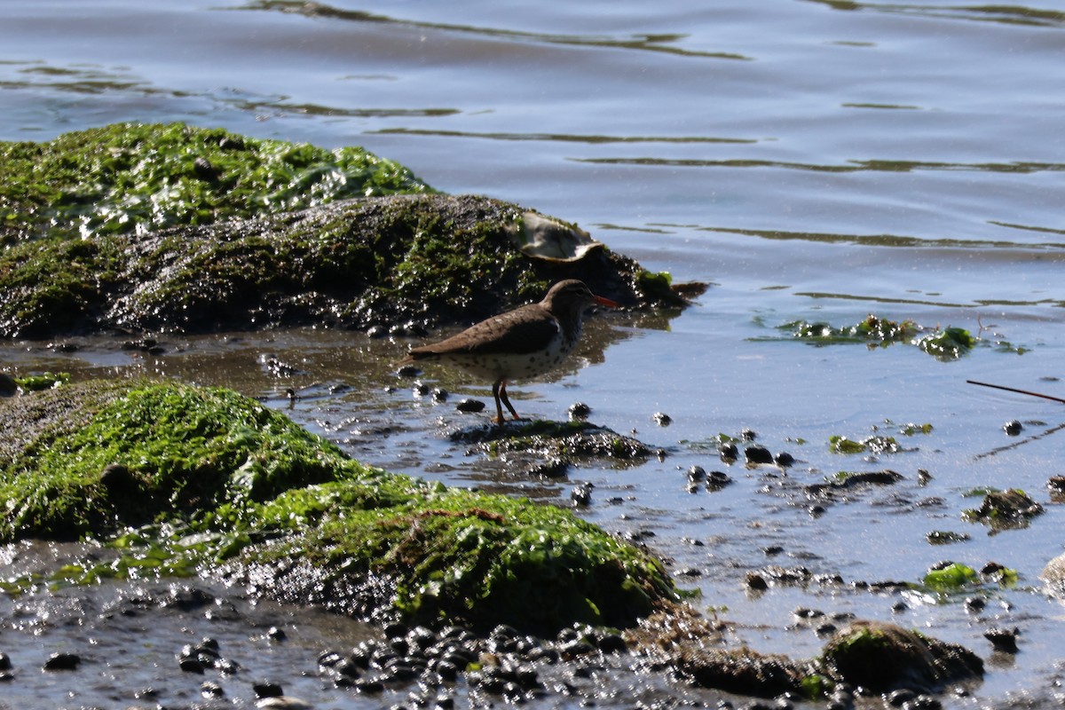 flekksnipe - ML638564842