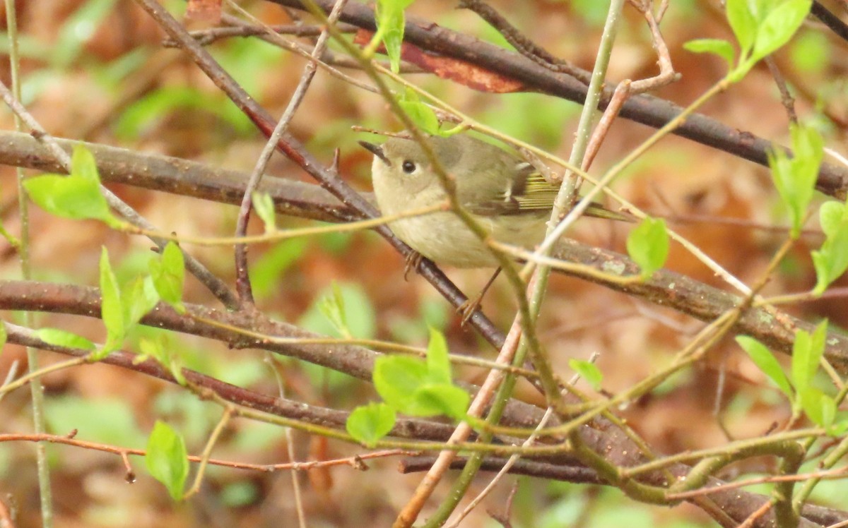 Rubingoldhähnchen - ML638564843