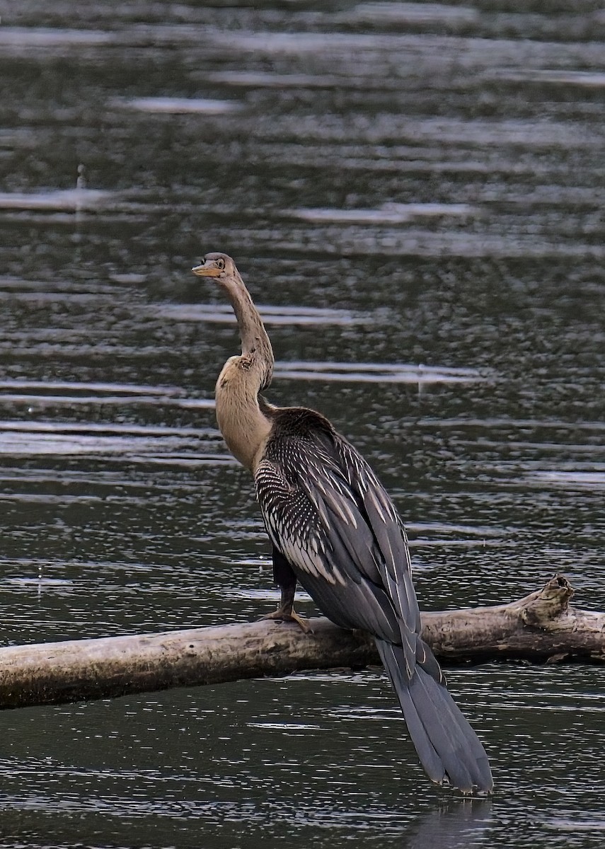 Anhinga - ML638564845