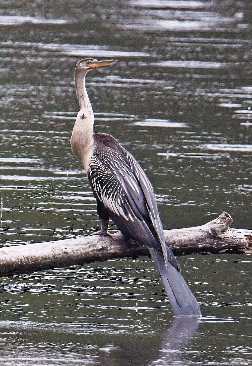 Anhinga - ML638564847