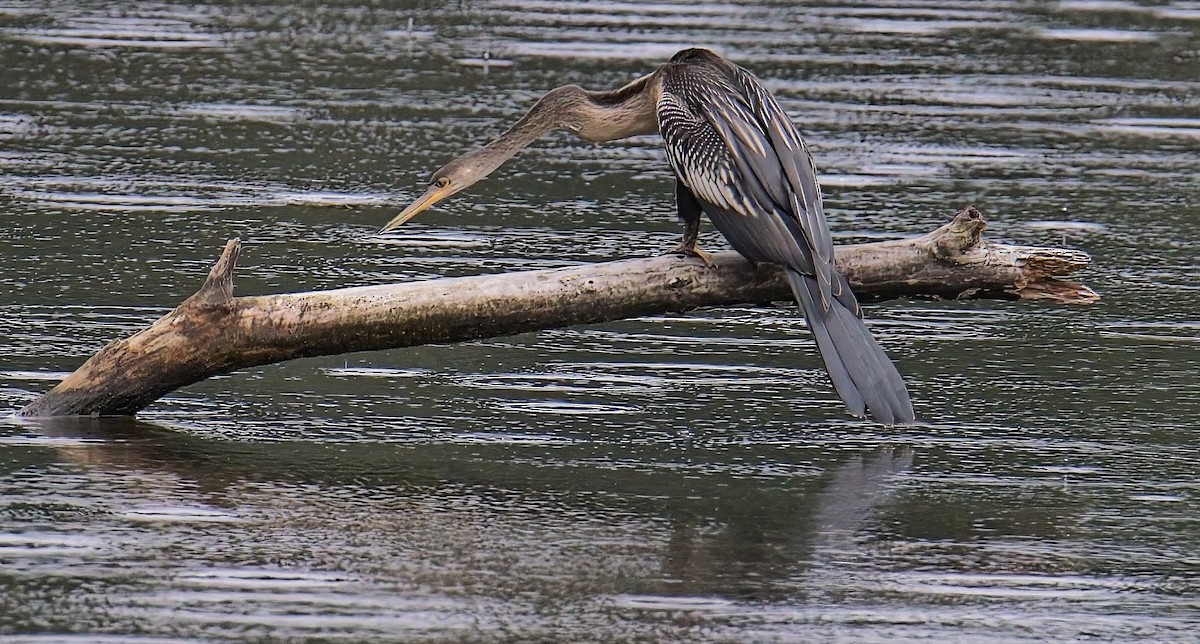 Anhinga - ML638564848