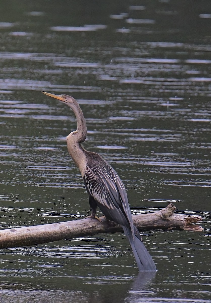 Anhinga - ML638564849