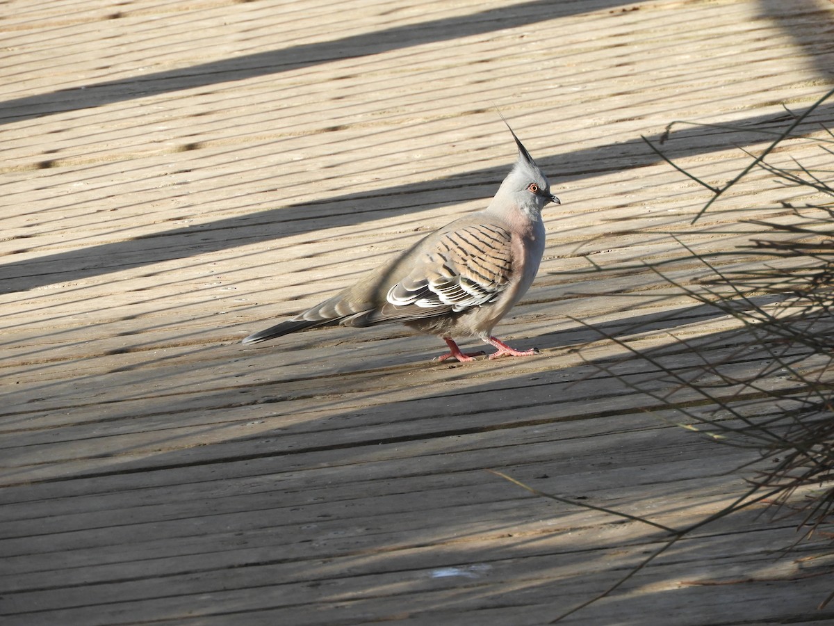 Crested Pigeon - ML638564855