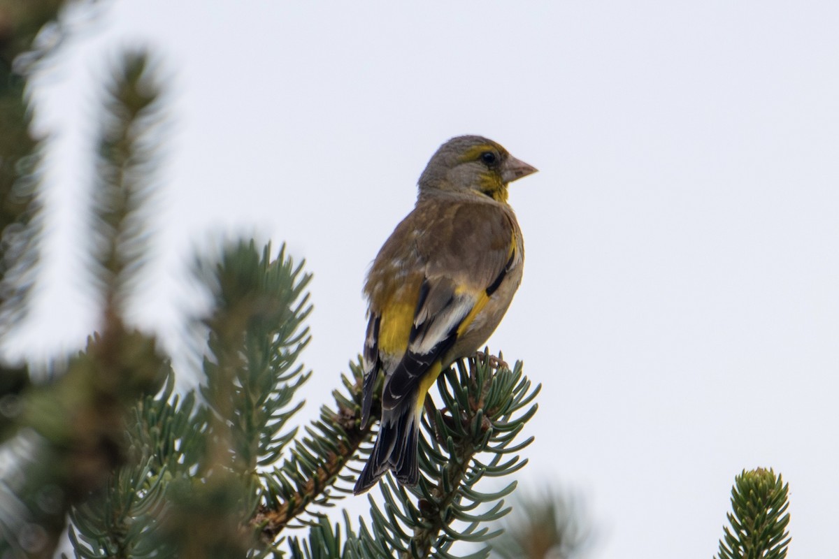 Oriental Greenfinch - ML638564862
