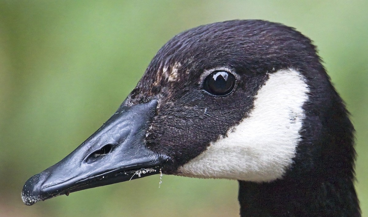 Canada Goose - ML638564864