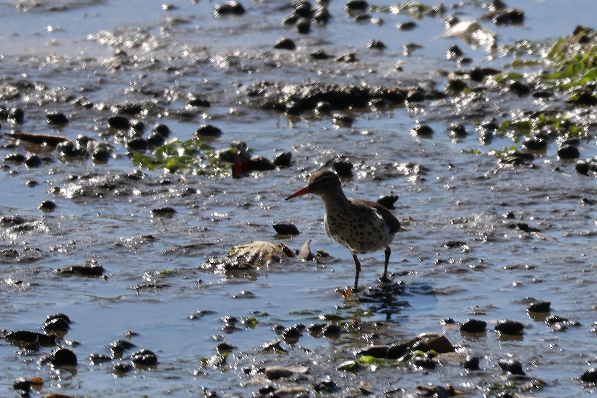 flekksnipe - ML638564879