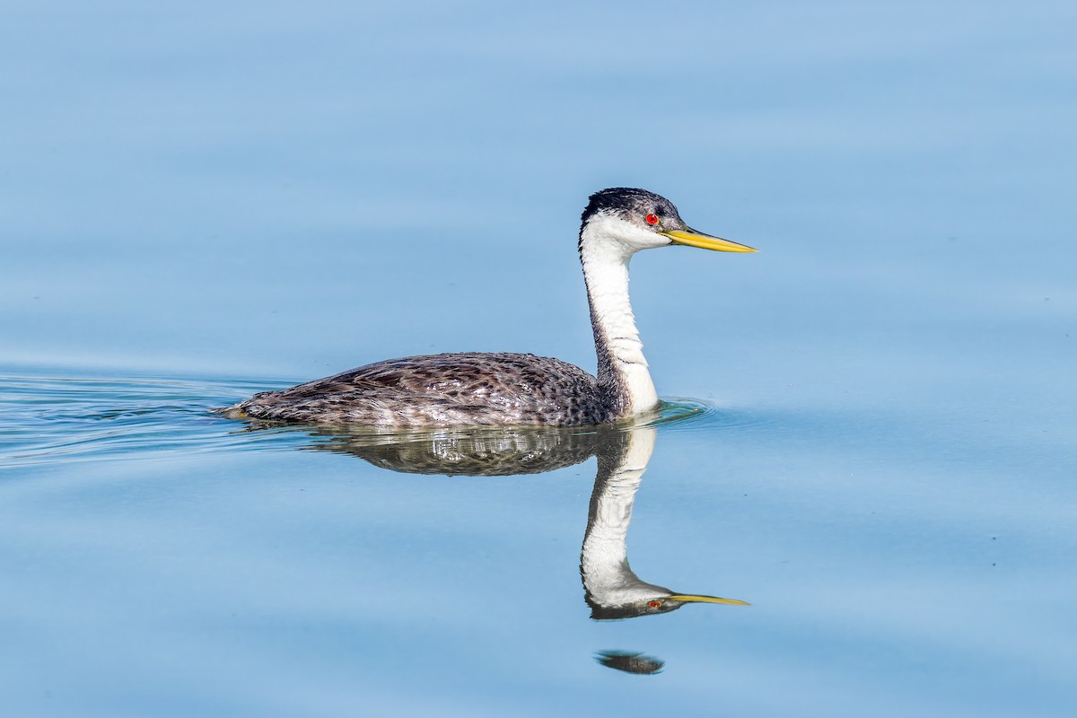 Western Grebe - ML638564881
