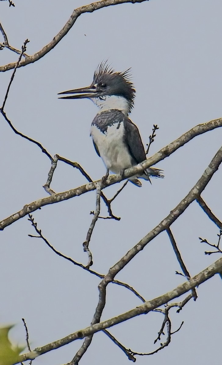 Belted Kingfisher - ML638564889