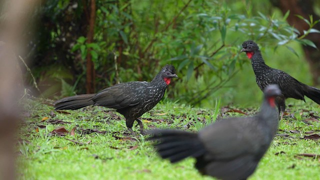 Dusky-legged Guan - ML638564902