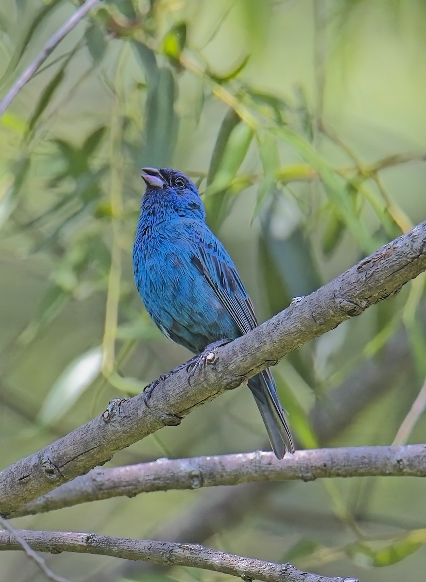 Indigo Bunting - ML638564913