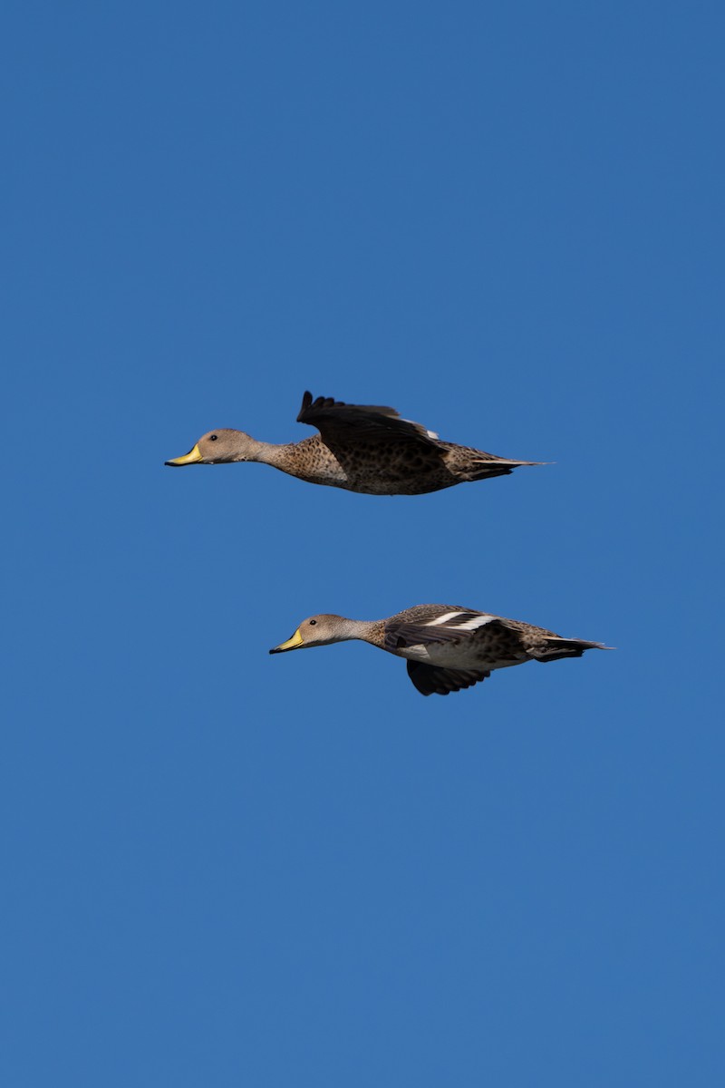 Yellow-billed Pintail - ML638564914