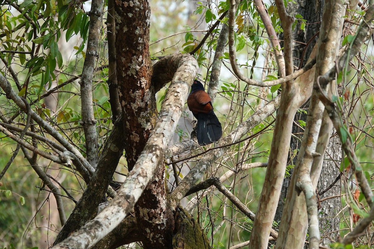 Greater Coucal - ML638564917