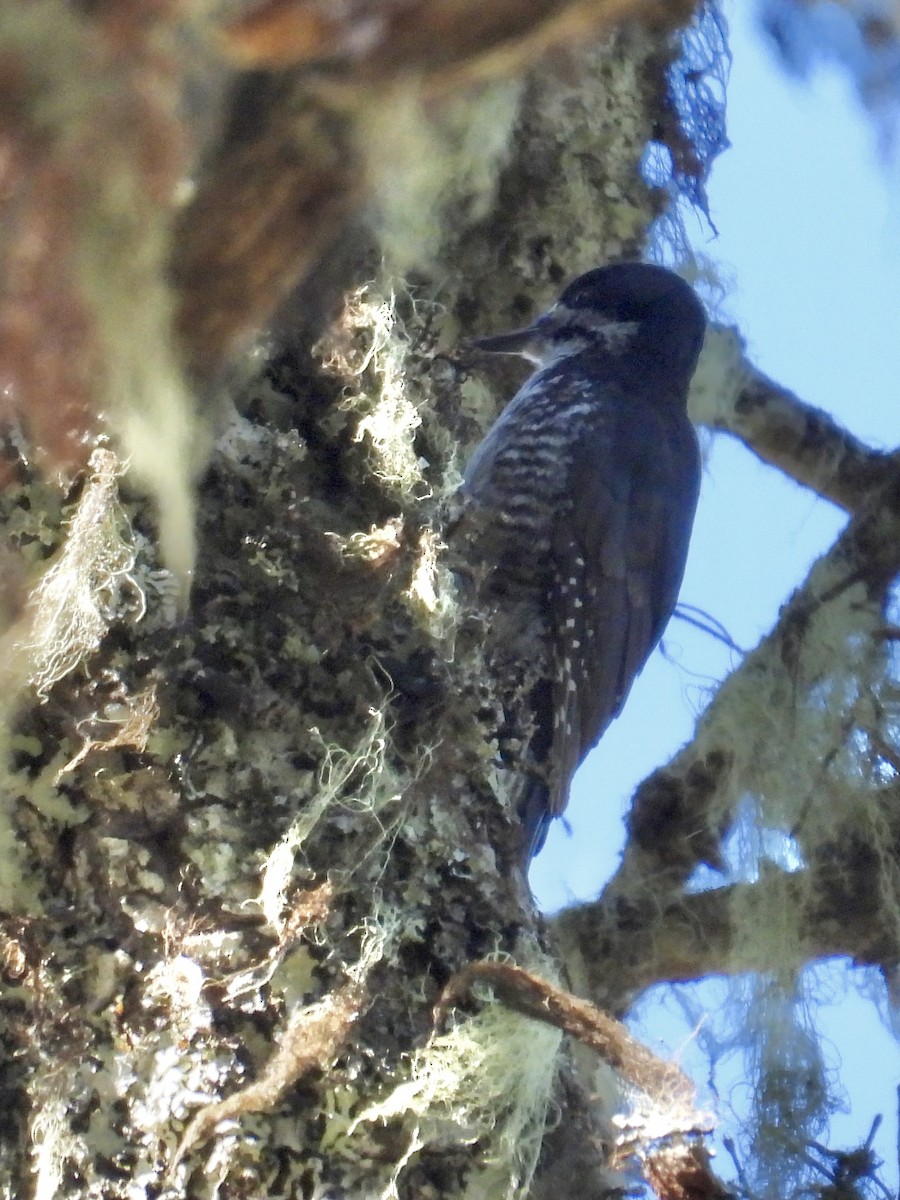 Black-backed Woodpecker - ML638564928