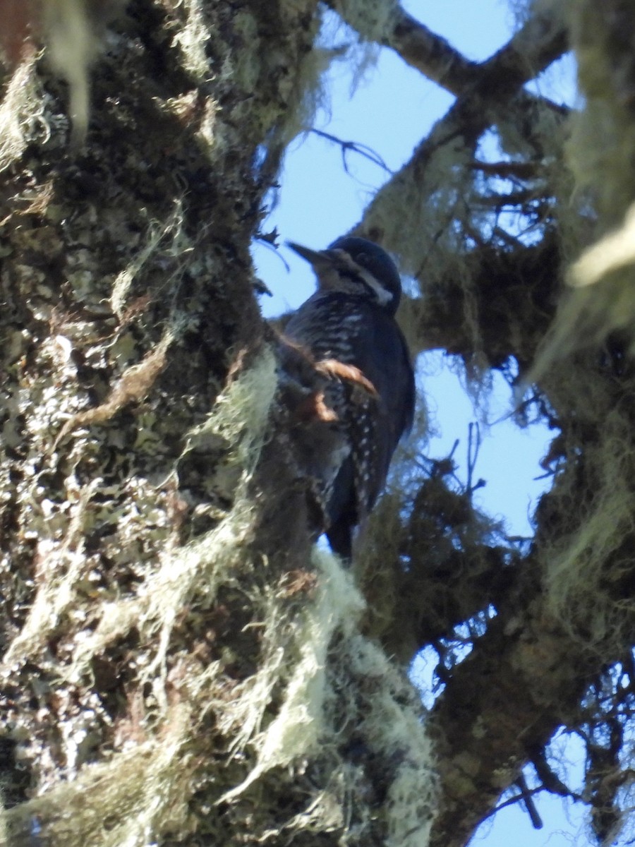 Black-backed Woodpecker - ML638564929