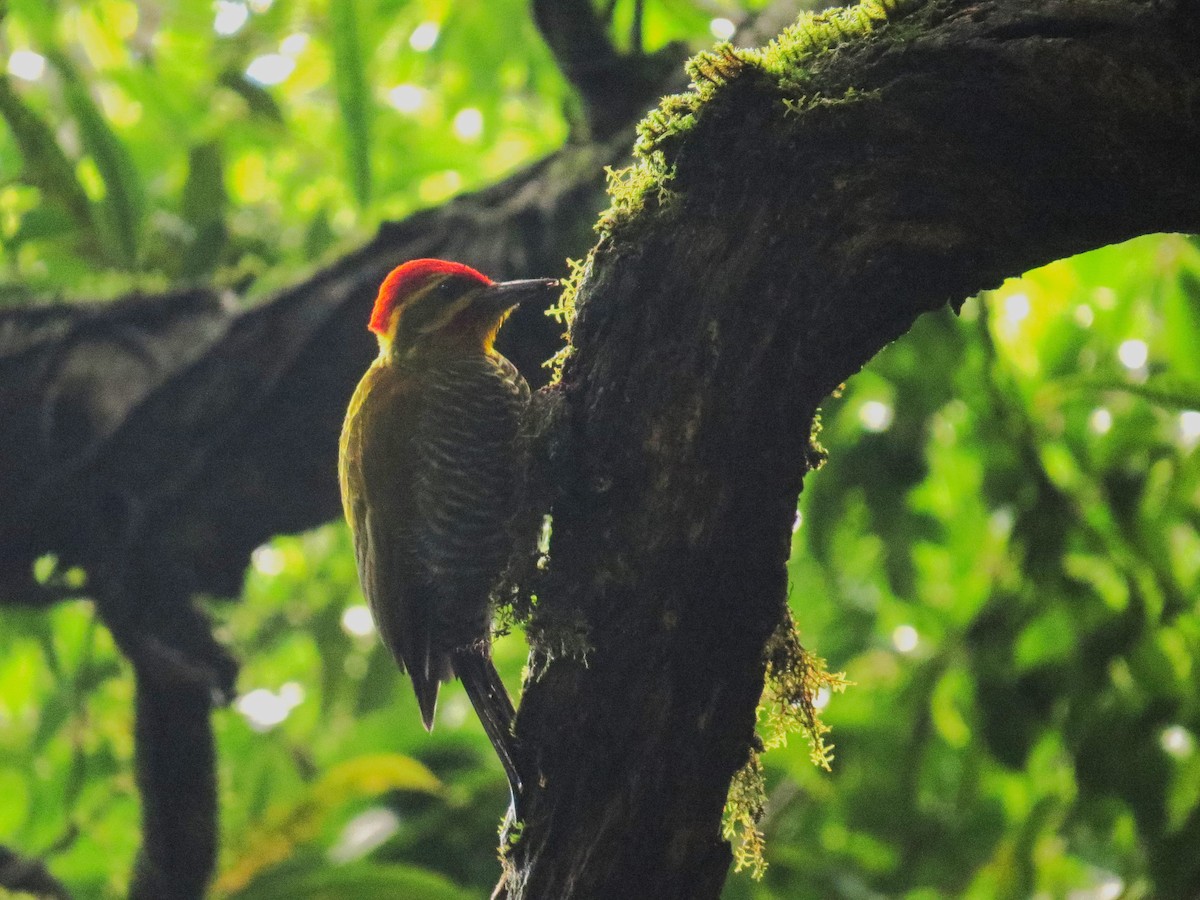 White-browed Woodpecker - ML638564951