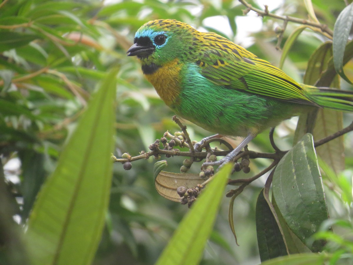 Brassy-breasted Tanager - ML638564978