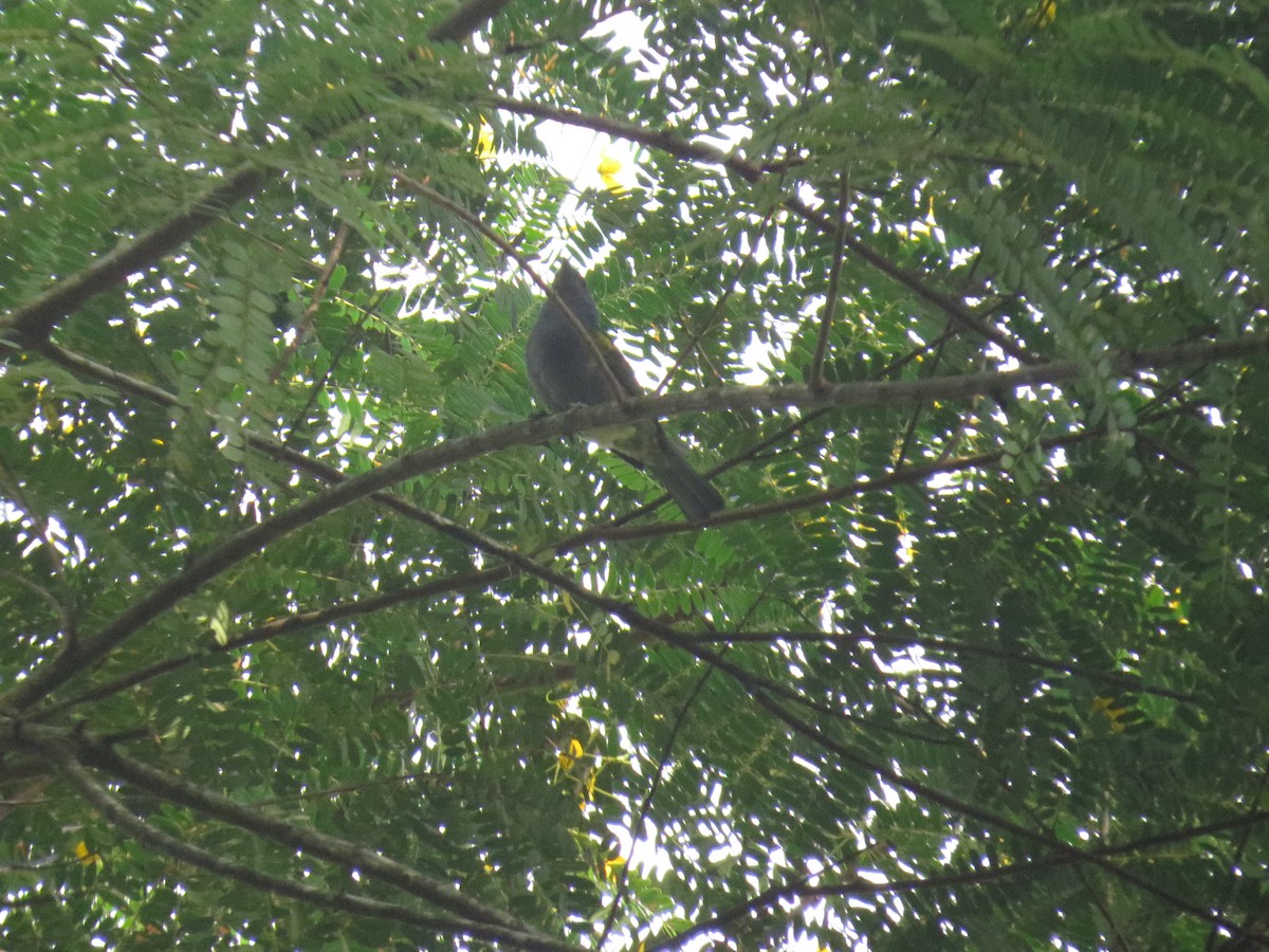 Golden-chevroned Tanager - ML638564985