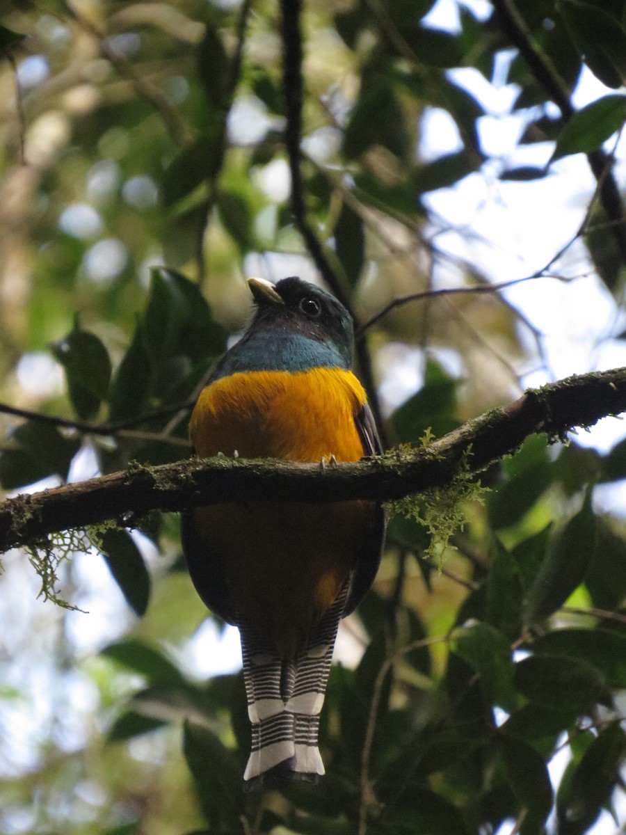 Atlantic Black-throated Trogon - ML638564995