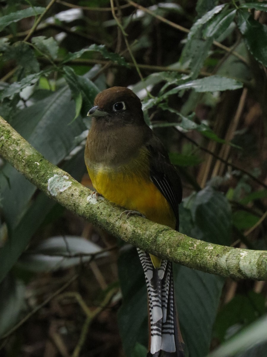 Atlantic Black-throated Trogon - ML638564999