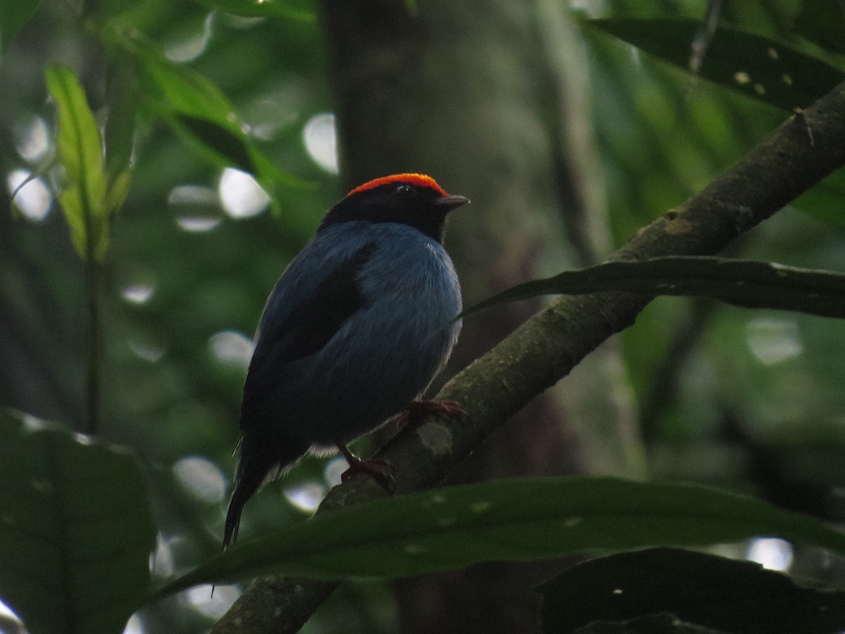 Swallow-tailed Manakin - ML638565018