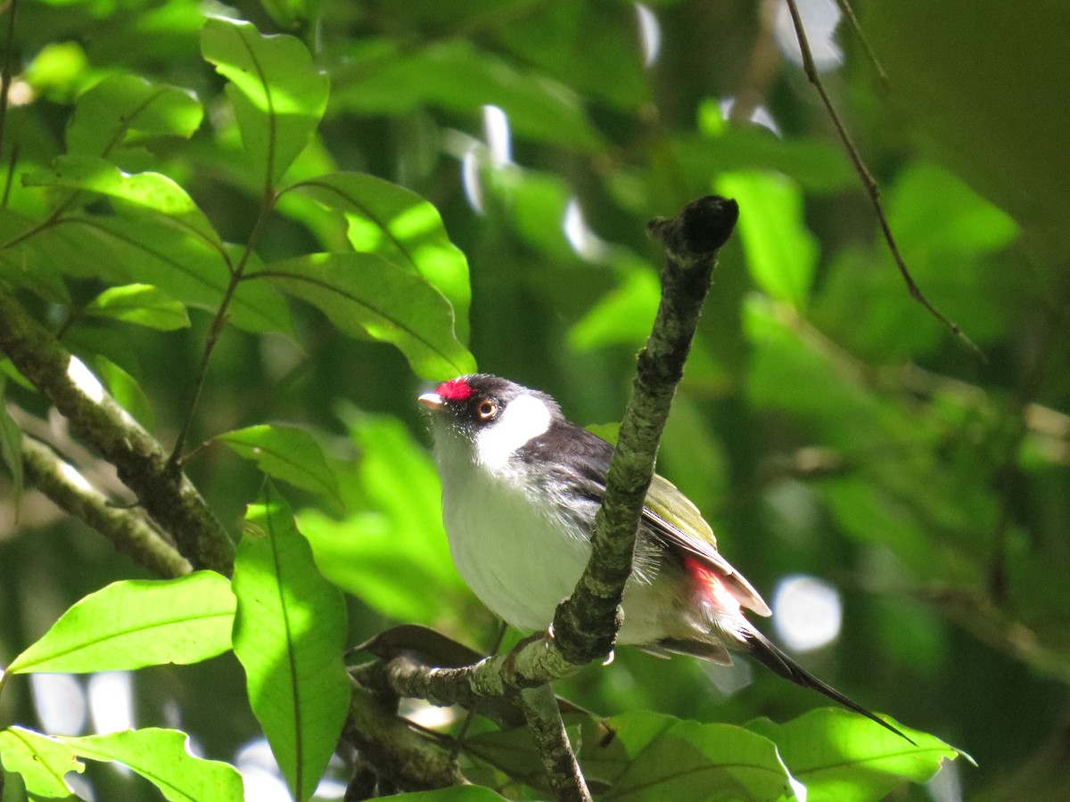 Pin-tailed Manakin - ML638565028