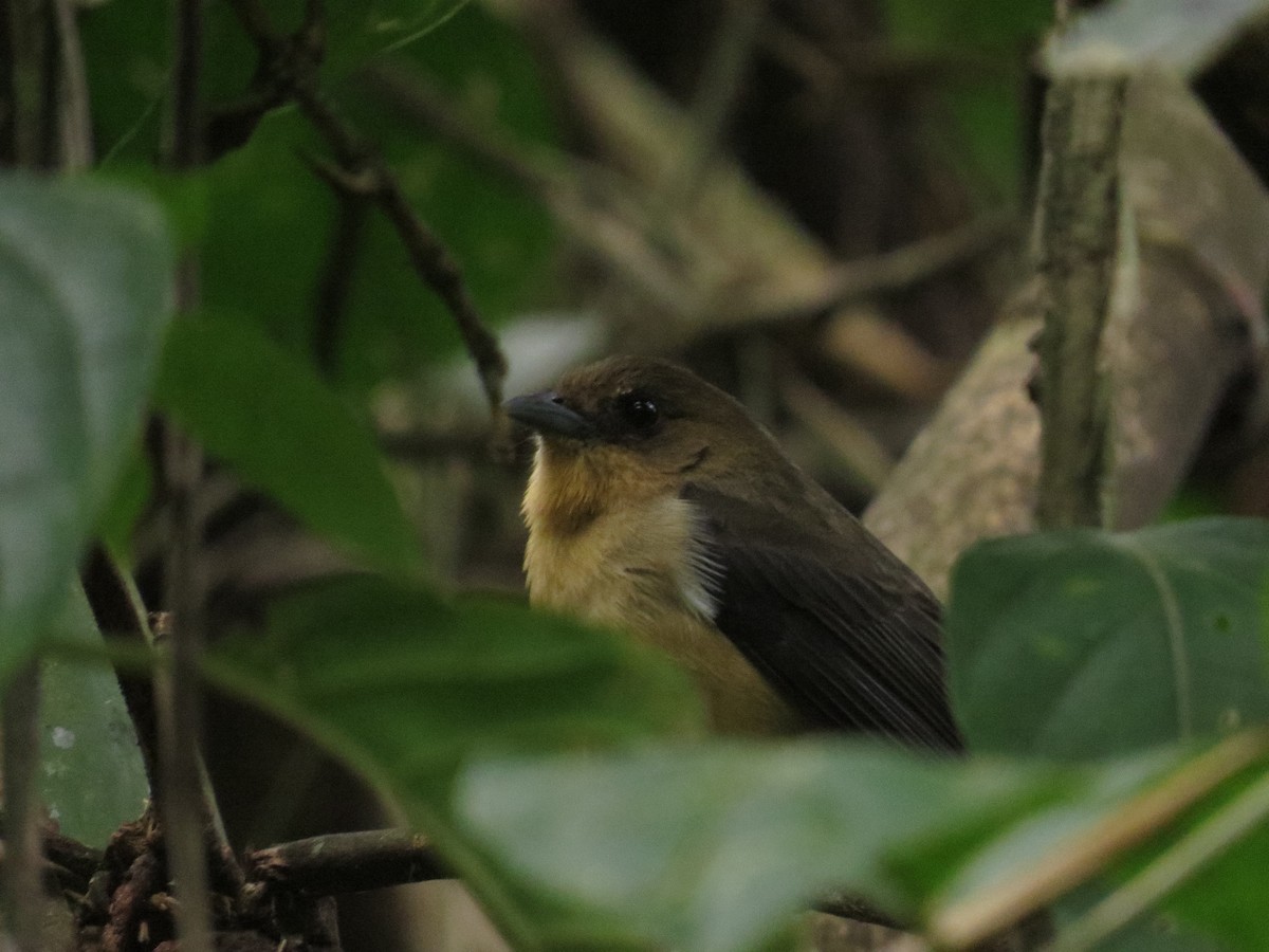 Black-goggled Tanager - ML638565036