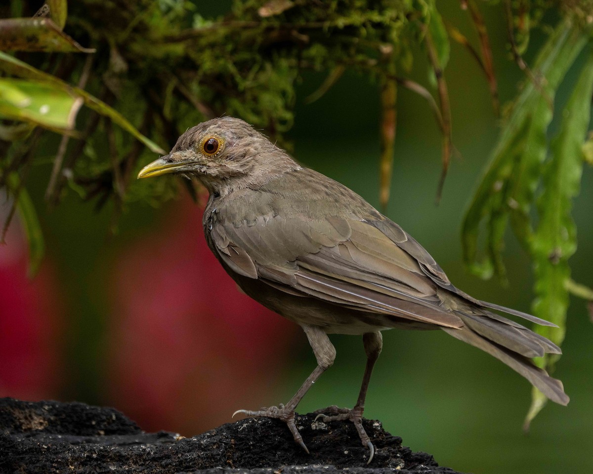 Ecuadorian Thrush - ML638565038
