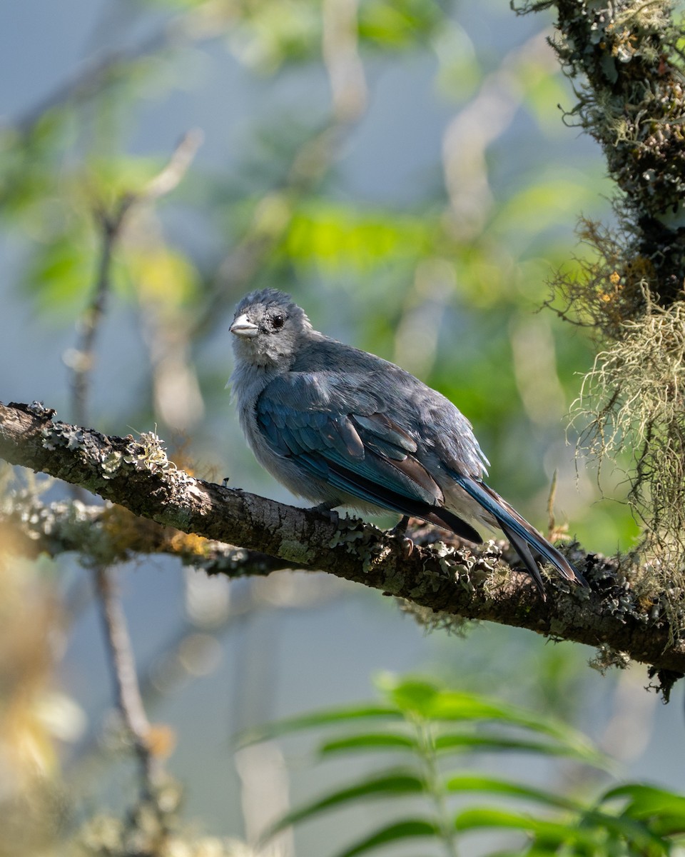 Sayaca Tanager - ML638565050