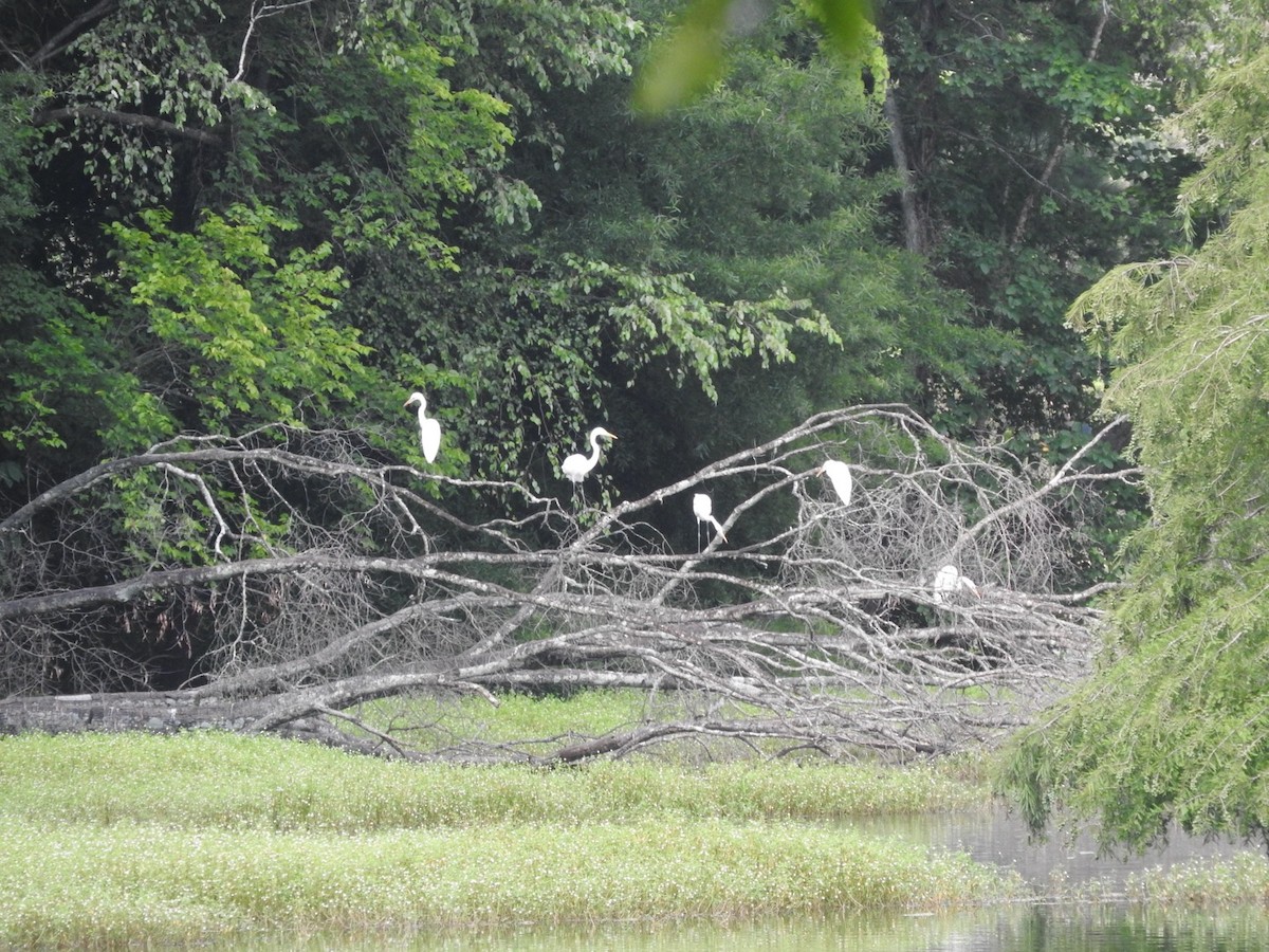 Great Egret - ML638565053